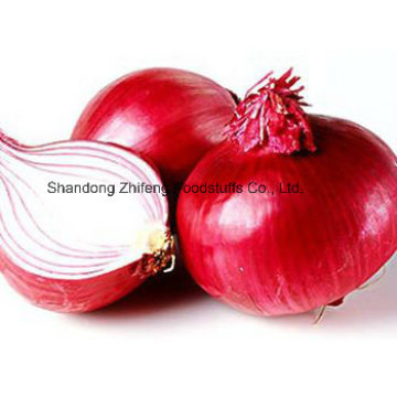 High Quality Fresh Red Onion